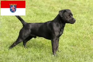 Read more about the article Hodowcy i szczenięta Patterdale terrier w Hesja