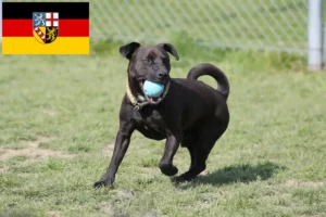 Read more about the article Hodowcy i szczenięta Patterdale terrier w Kraj Saary