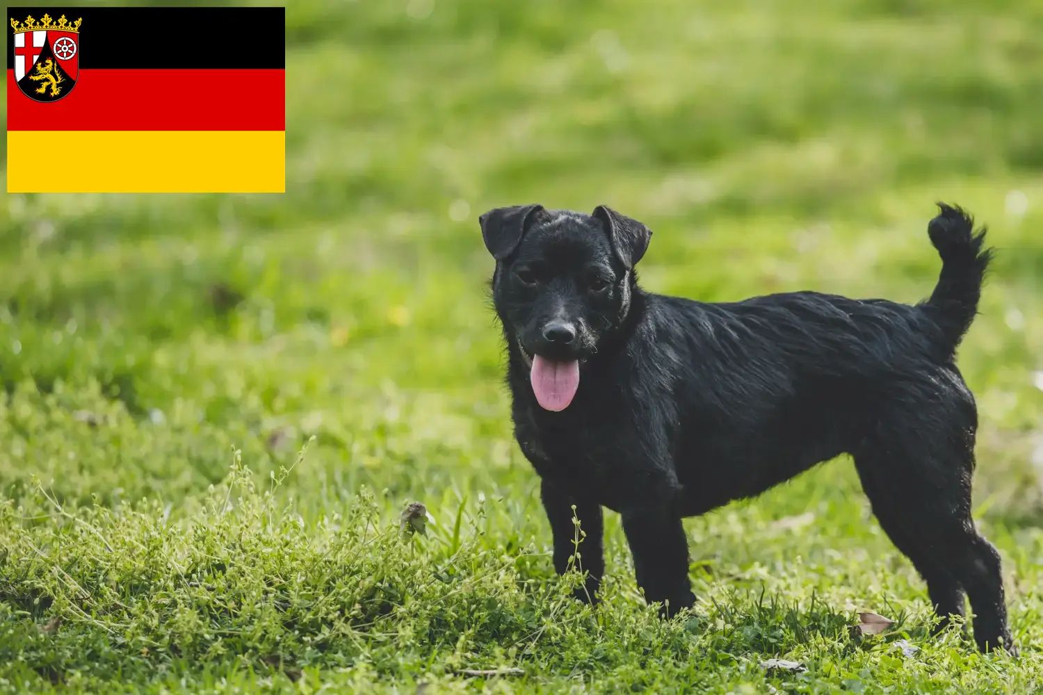 Read more about the article Hodowcy i szczenięta Patterdale terrier w Nadrenia-Palatynat