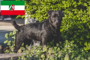 Read more about the article Hodowcy i szczenięta Patterdale terrier w Nadrenia Północna-Westfalia