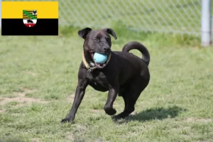 Read more about the article Hodowcy i szczenięta Patterdale terrier w Saksonia-Anhalt