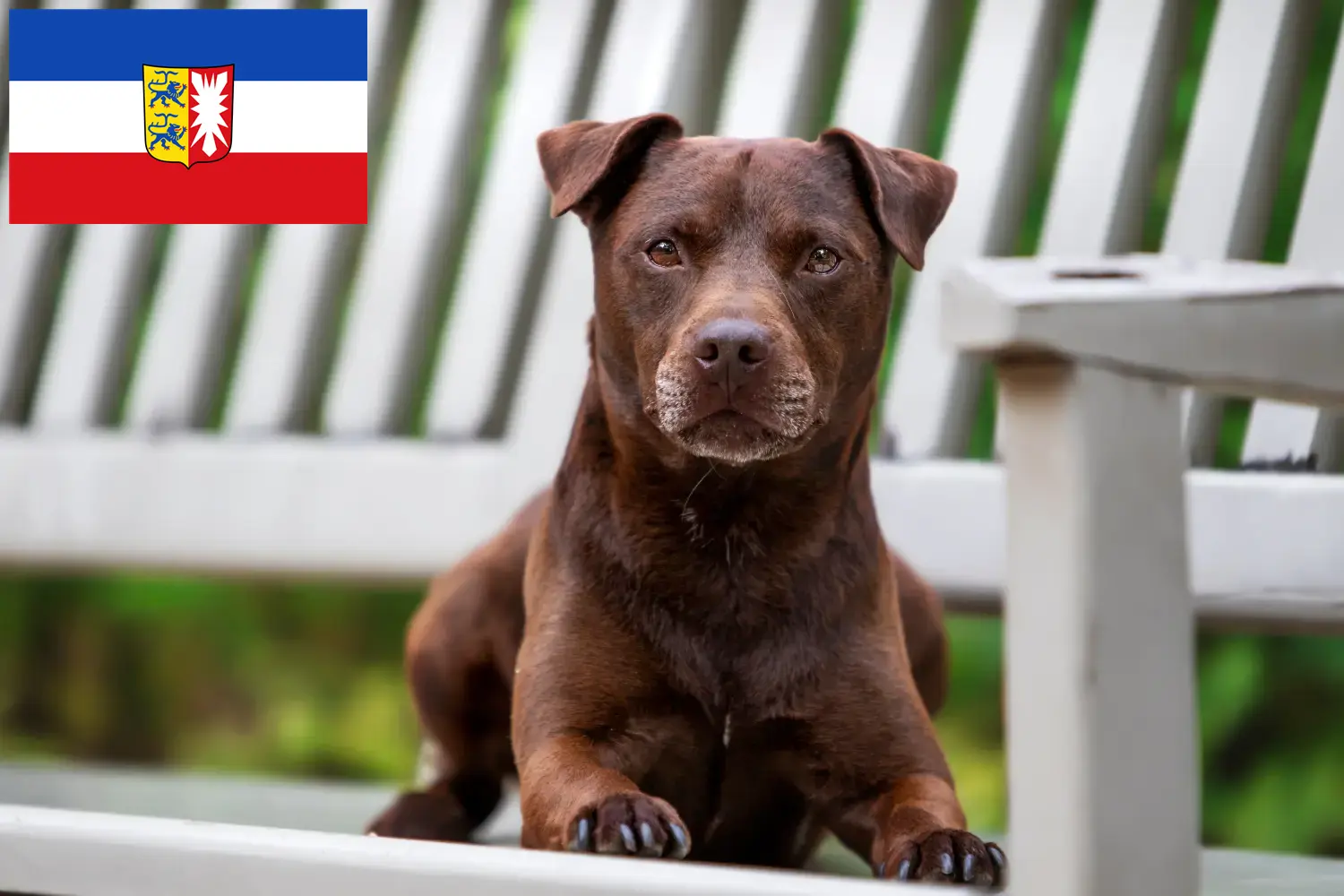 Read more about the article Hodowcy i szczenięta Patterdale terrier w Szlezwik-Holsztyn
