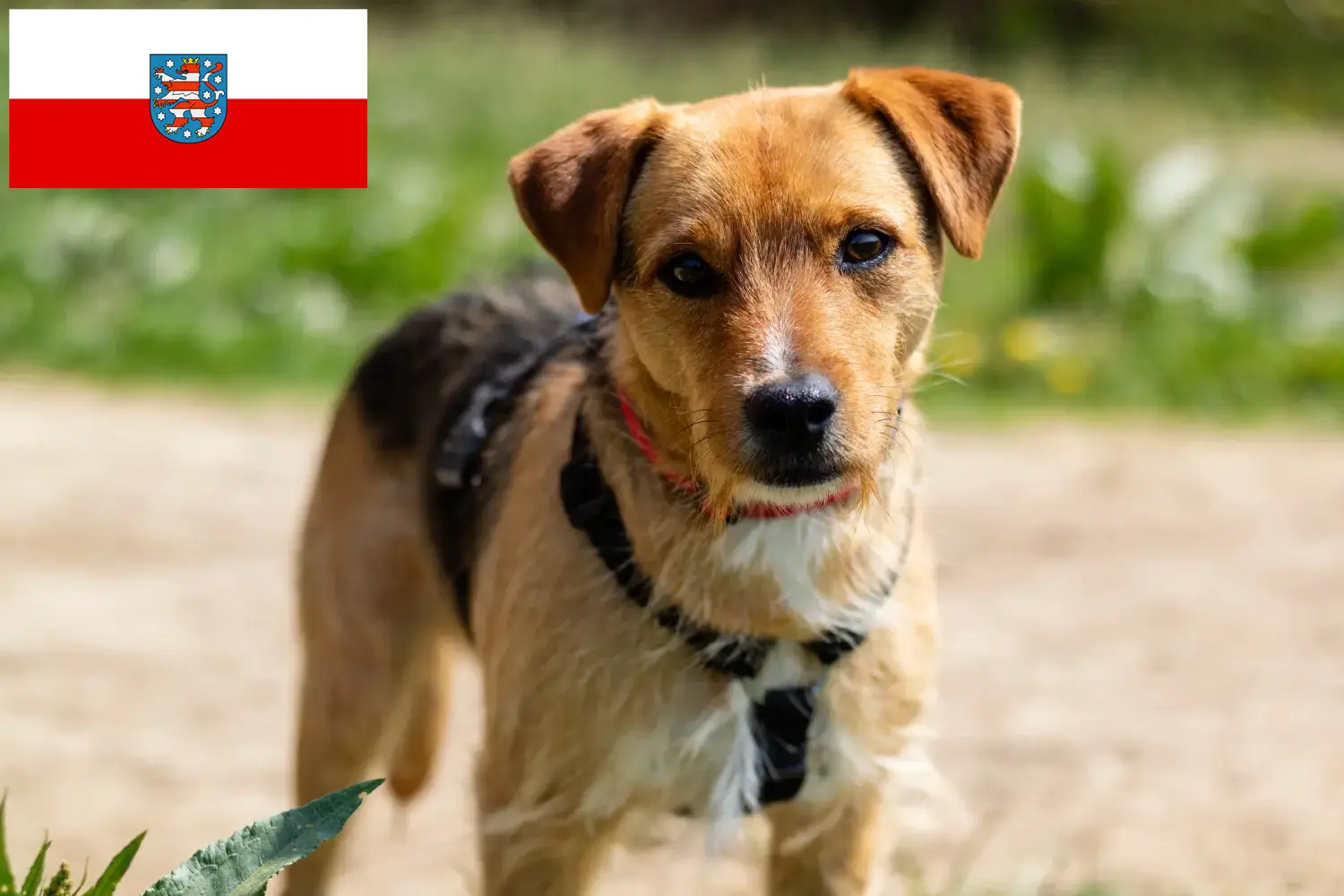 Read more about the article Hodowcy i szczenięta Patterdale terrier w Turyngia