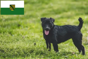 Read more about the article Hodowcy i szczenięta Patterdale terrier w Saksonia