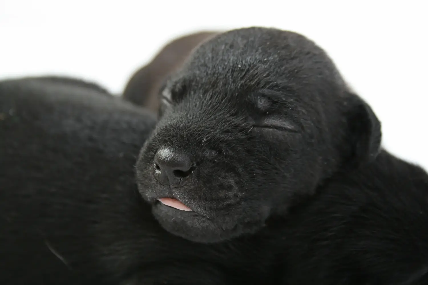 Kupno szczeniaka teriera Patterdale oznacza wzięcie na siebie odpowiedzialności! Kup szczenięta teriera Patterdale.