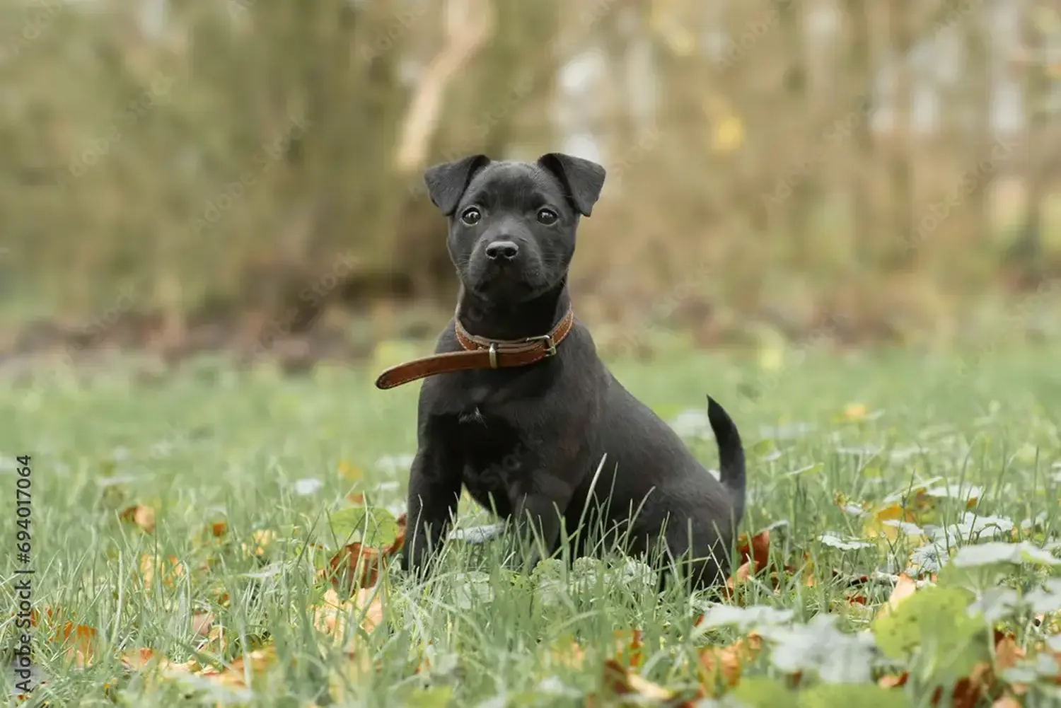 Kupno szczeniaka teriera Patterdale oznacza wzięcie na siebie odpowiedzialności! Kup szczenięta teriera Patterdale.