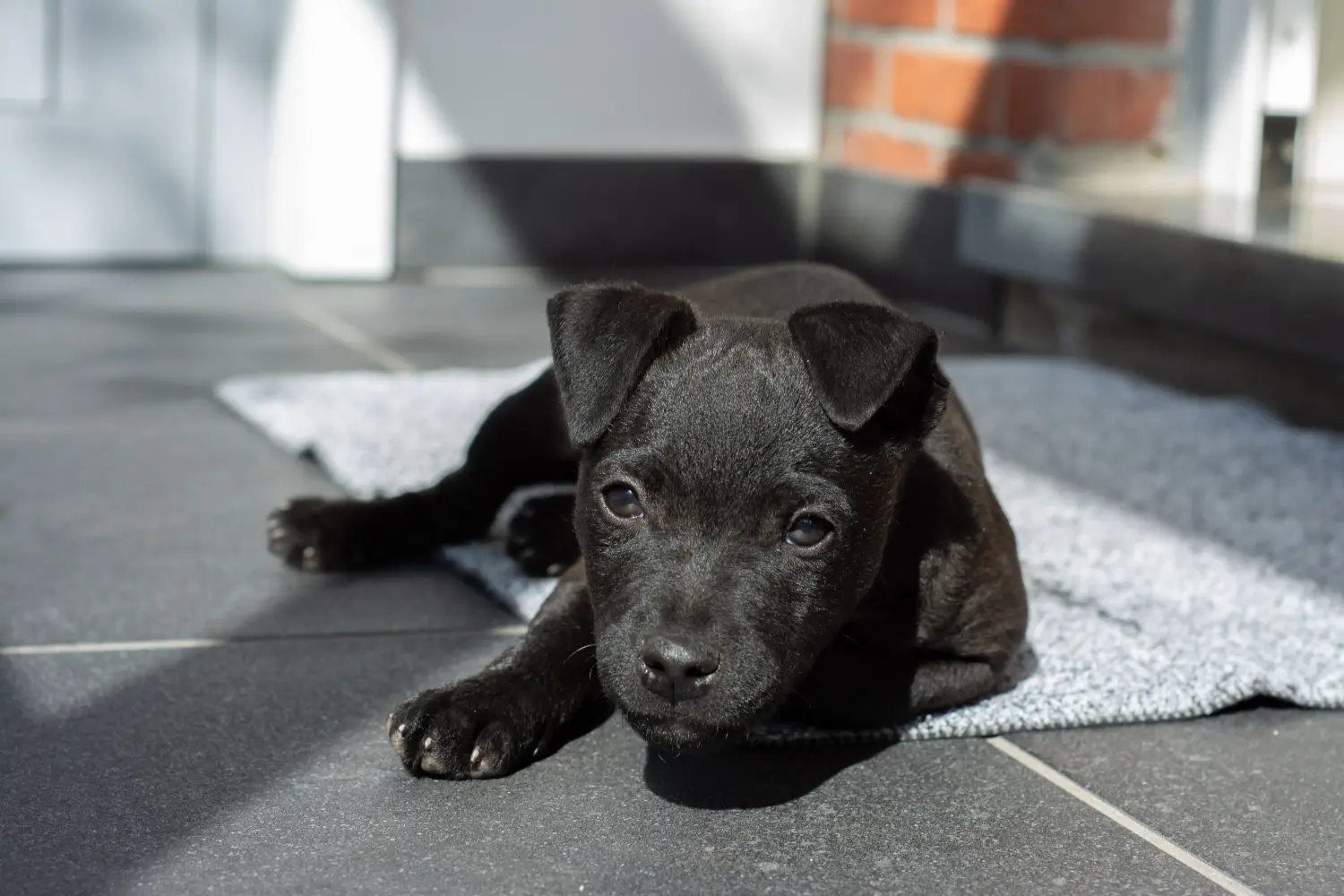 Kupno szczeniaka teriera Patterdale oznacza wzięcie na siebie odpowiedzialności! Kup szczenięta teriera Patterdale.