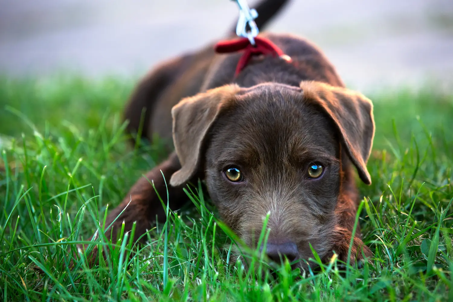 Kupno szczeniaka teriera Patterdale oznacza wzięcie na siebie odpowiedzialności! Kup szczenięta teriera Patterdale.