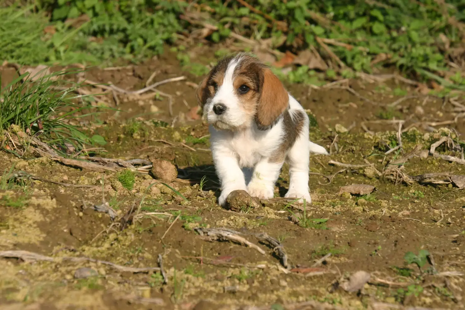 Zakup szczeniaka rasy Petit Basset Griffon Vendéen oznacza wzięcie na siebie odpowiedzialności! Petit Basset Griffon Vendéen szczenięta na sprzedaż.
