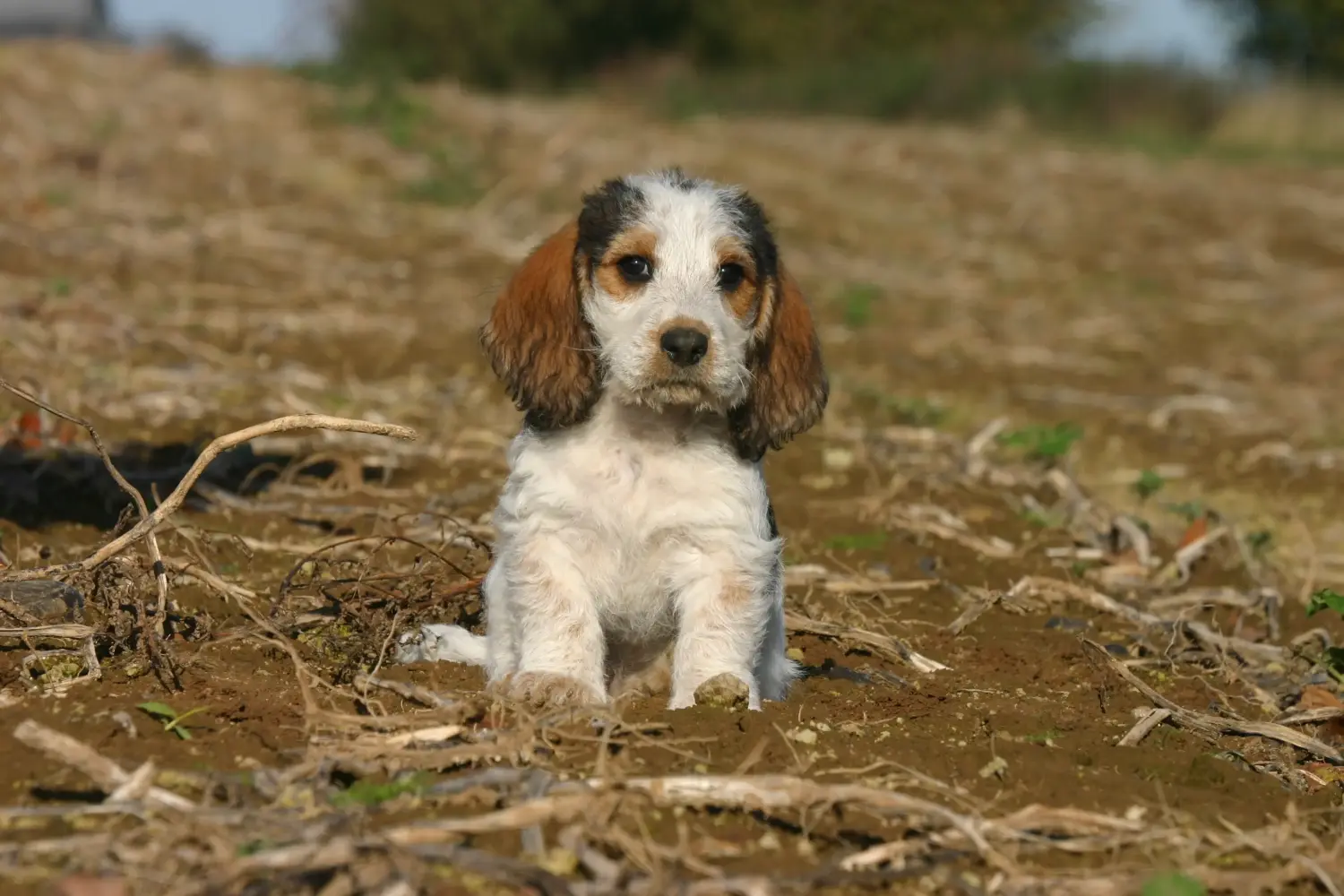 Zakup szczeniaka rasy Petit Basset Griffon Vendéen oznacza wzięcie na siebie odpowiedzialności! Petit Basset Griffon Vendéen szczenięta na sprzedaż.