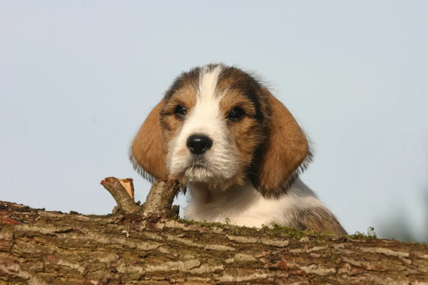Zakup szczeniaka rasy Petit Basset Griffon Vendéen oznacza wzięcie na siebie odpowiedzialności! Petit Basset Griffon Vendéen szczenięta na sprzedaż.