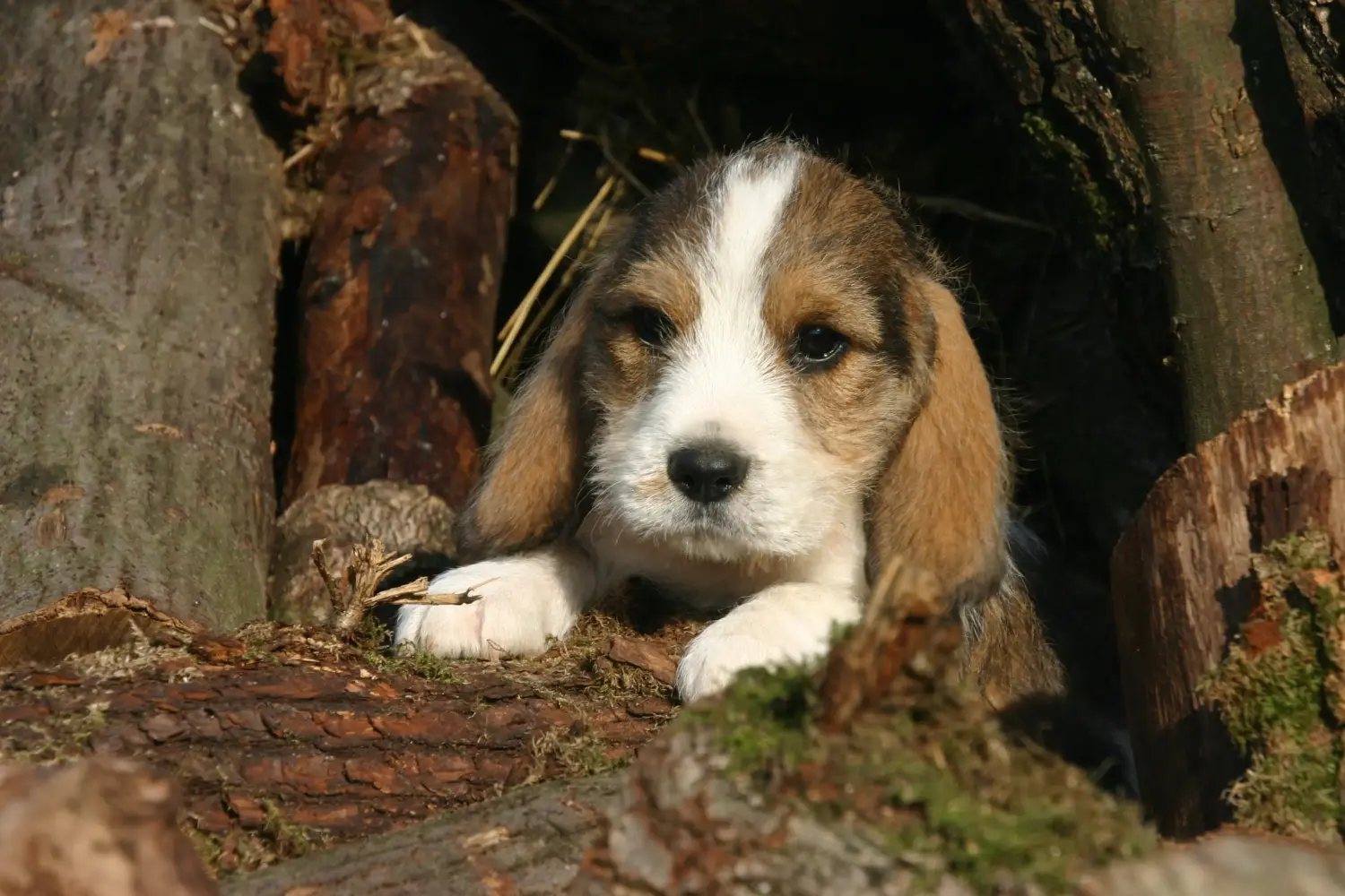 Zakup szczeniaka rasy Petit Basset Griffon Vendéen oznacza wzięcie na siebie odpowiedzialności! Petit Basset Griffon Vendéen szczenięta na sprzedaż.