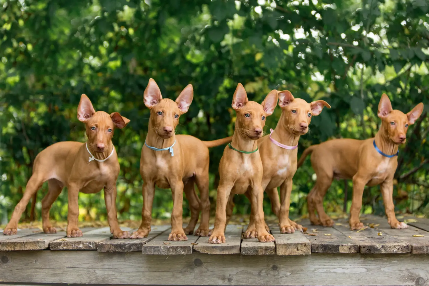 Kupno szczeniaka Pharaoh Hound oznacza wzięcie odpowiedzialności! Kup szczenięta Pharaoh Hound.