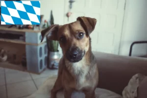 Read more about the article Hodowca pinczerów austriackich i szczeniąt w Bawaria