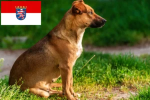 Read more about the article Pinczer austriacki hodowca i szczenięta w Hesja
