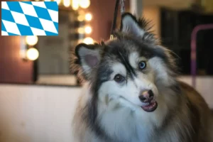 Read more about the article Hodowcy i szczenięta Pomsky w Bawaria