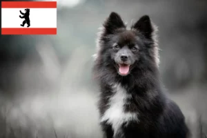 Read more about the article Hodowcy i szczenięta Pomsky w Berlin