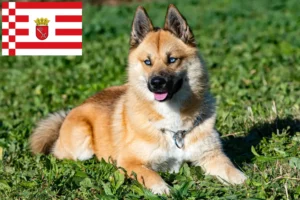 Read more about the article Hodowcy i szczenięta Pomsky w Brema