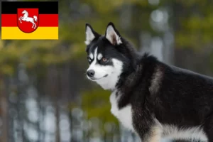 Read more about the article Hodowcy i szczenięta Pomsky w Dolna Saksonia