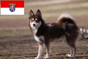 Read more about the article Hodowcy i szczenięta Pomsky w Hesja