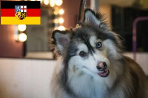 Read more about the article Hodowcy i szczenięta Pomsky w Kraj Saary