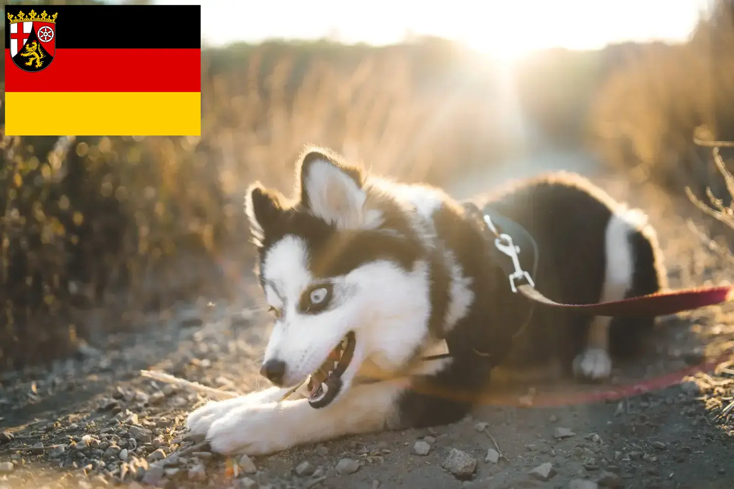 Pomsky szczenięta i hodowcy Nadrenia-Palatynat Tutaj znajdziesz hodowców rasy Pomsky w Nadrenia-Palatynat.
