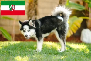Read more about the article Hodowcy i szczenięta Pomsky w Nadrenia Północna-Westfalia
