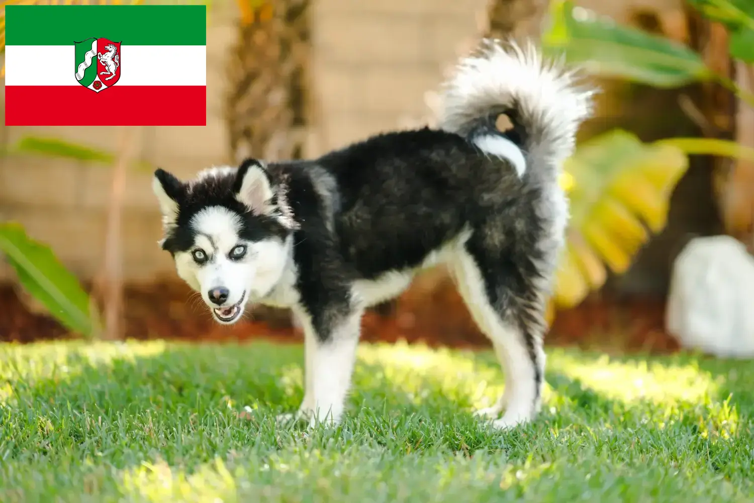 Pomsky szczenięta i hodowcy Nadrenia Północna-Westfalia Tutaj znajdziesz hodowców rasy Pomsky w Nadrenia Północna-Westfalia.