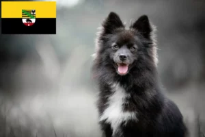 Read more about the article Hodowcy i szczenięta Pomsky w Saksonia-Anhalt