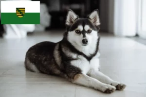 Read more about the article Hodowcy i szczenięta Pomsky w Saksonia