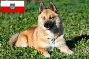 Read more about the article Hodowcy i szczenięta Pomsky w Turyngia