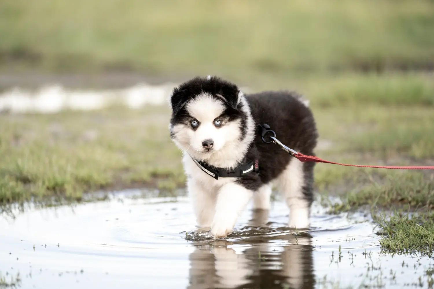 Kupno szczeniaka rasy Pomsky oznacza wzięcie odpowiedzialności! Kup szczenięta rasy Pomsky.