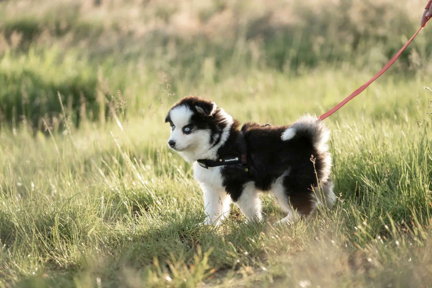 Kupno szczeniaka rasy Pomsky oznacza wzięcie odpowiedzialności! Kup szczenięta rasy Pomsky.