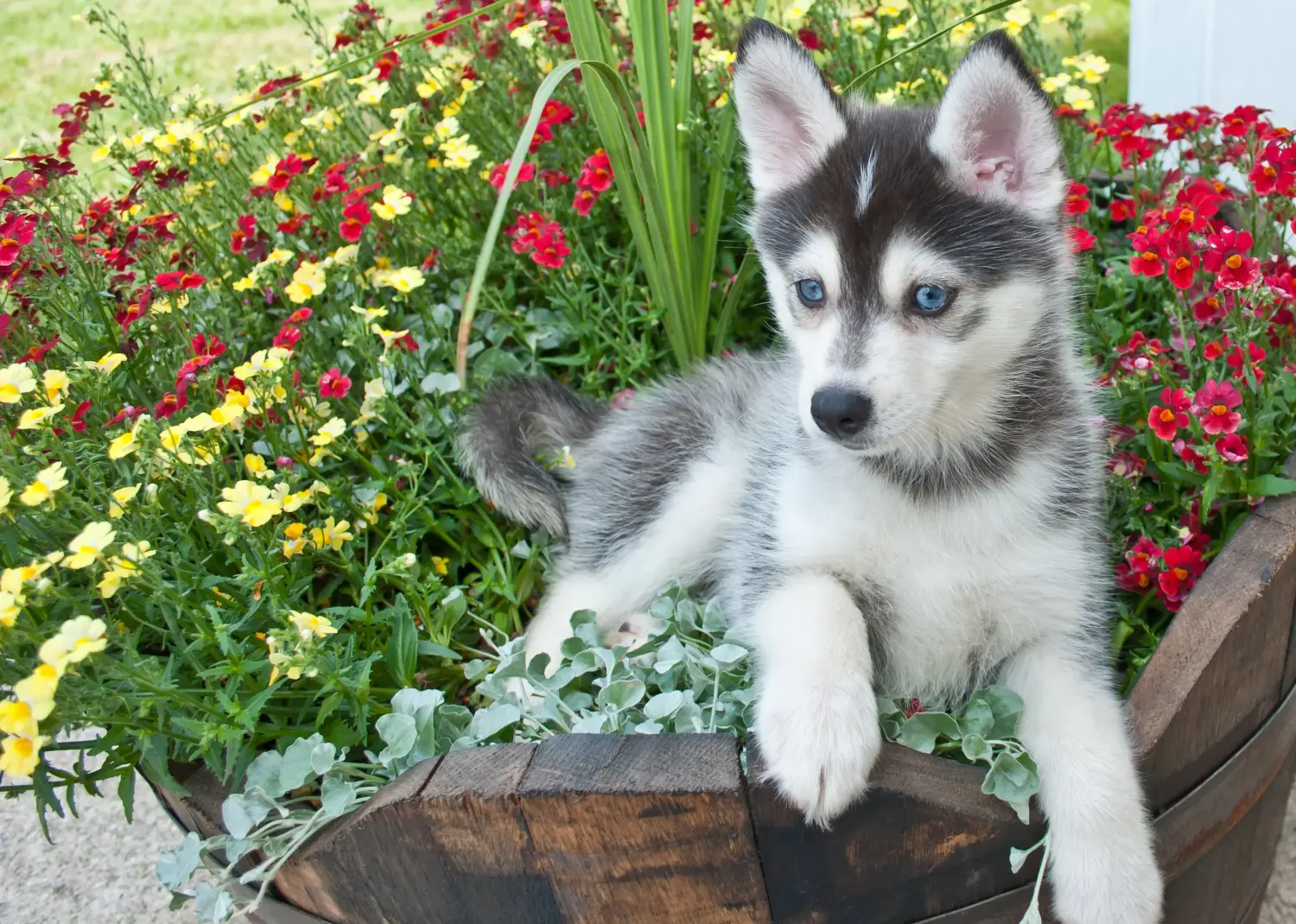 Kupno szczeniaka rasy Pomsky oznacza wzięcie odpowiedzialności! Kup szczenięta rasy Pomsky.