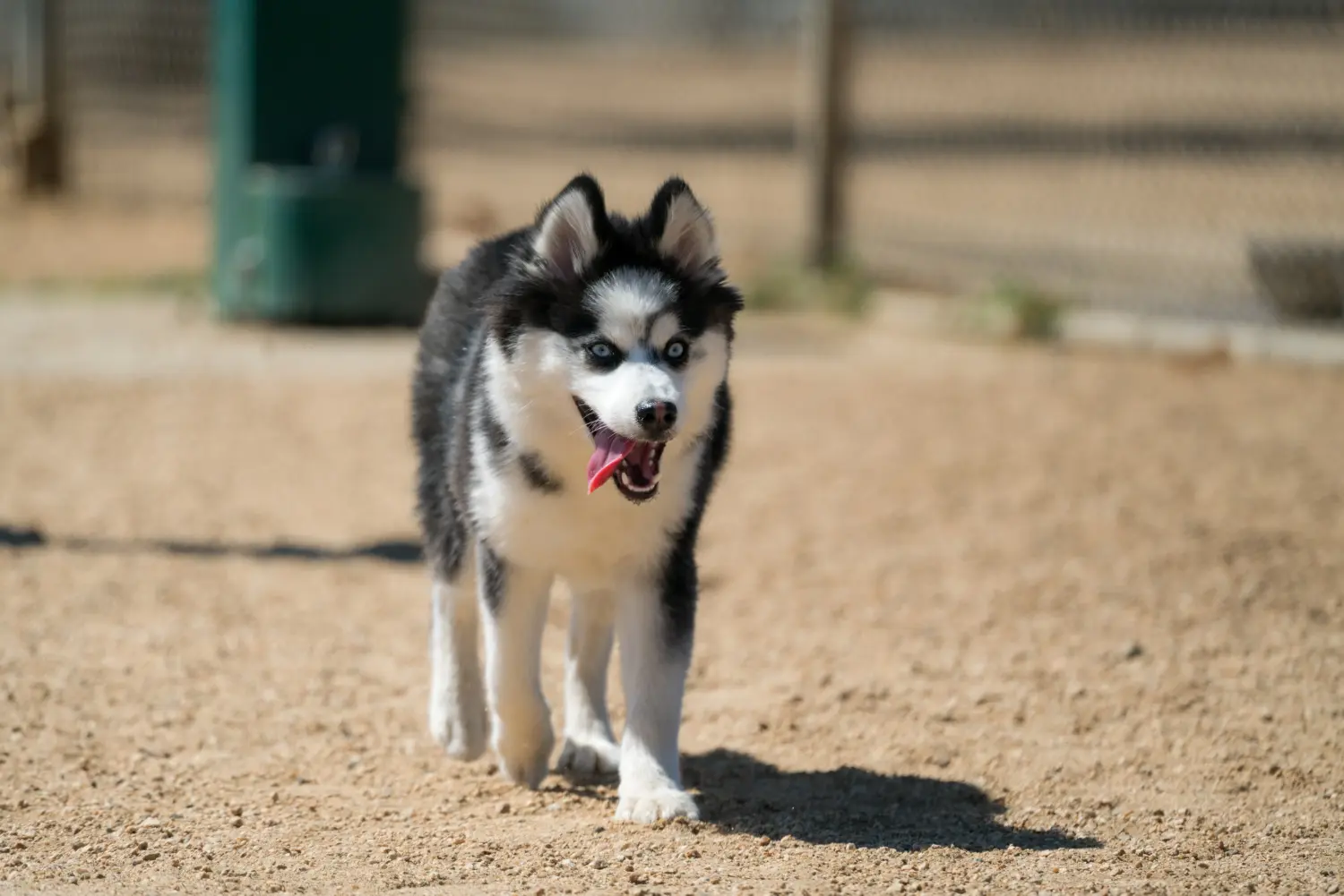 Kupno szczeniaka rasy Pomsky oznacza wzięcie odpowiedzialności! Kup szczenięta rasy Pomsky.