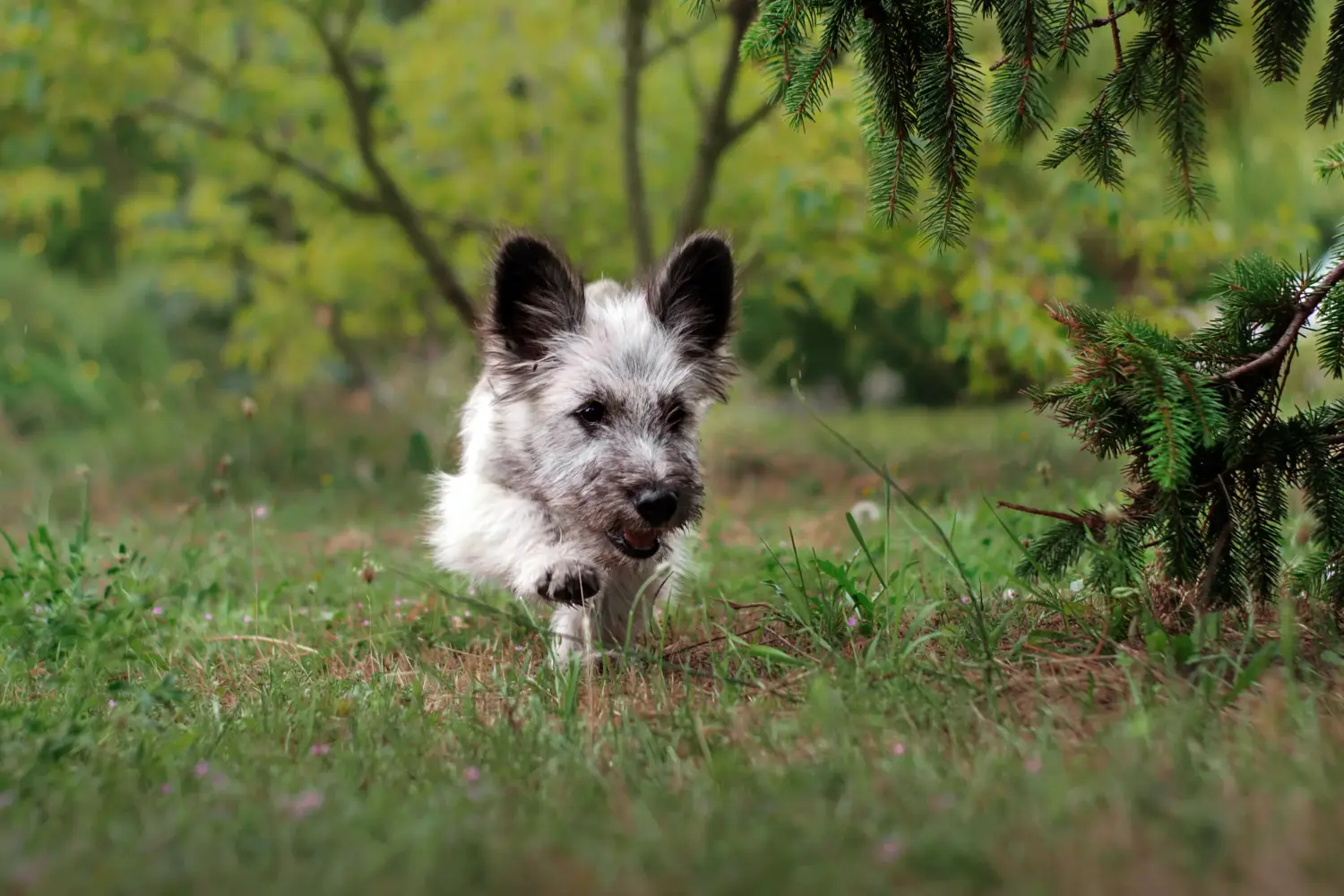 Kupno szczeniaka Skye Terriera oznacza wzięcie na siebie odpowiedzialności! Kup szczenięta rasy skye terrier.