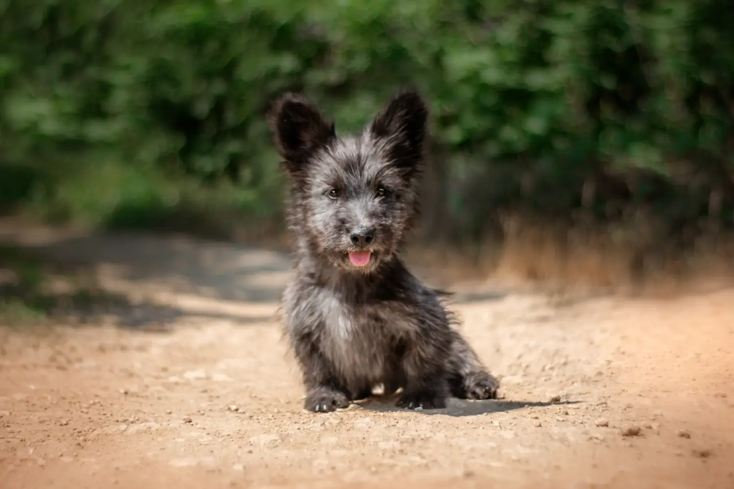 Kupno szczeniaka Skye Terriera oznacza wzięcie na siebie odpowiedzialności! Kup szczenięta rasy skye terrier.
