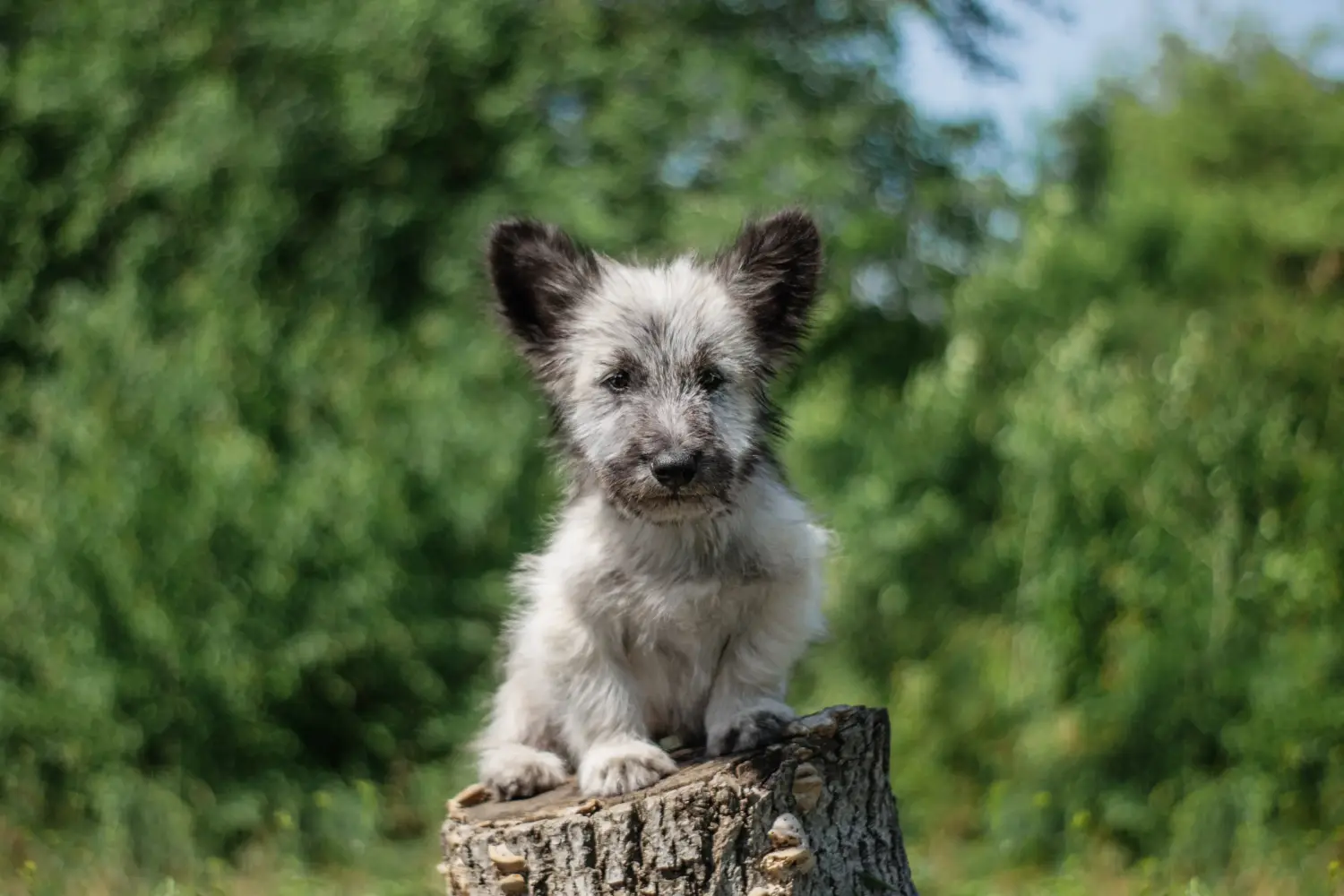 Kupno szczeniaka Skye Terriera oznacza wzięcie na siebie odpowiedzialności! Kup szczenięta rasy skye terrier.