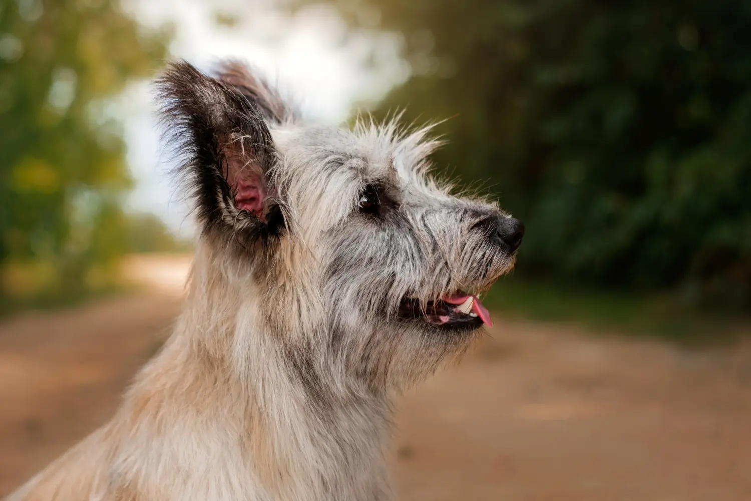 Kupno szczeniaka Skye Terriera oznacza wzięcie na siebie odpowiedzialności! Kup szczenięta rasy skye terrier.