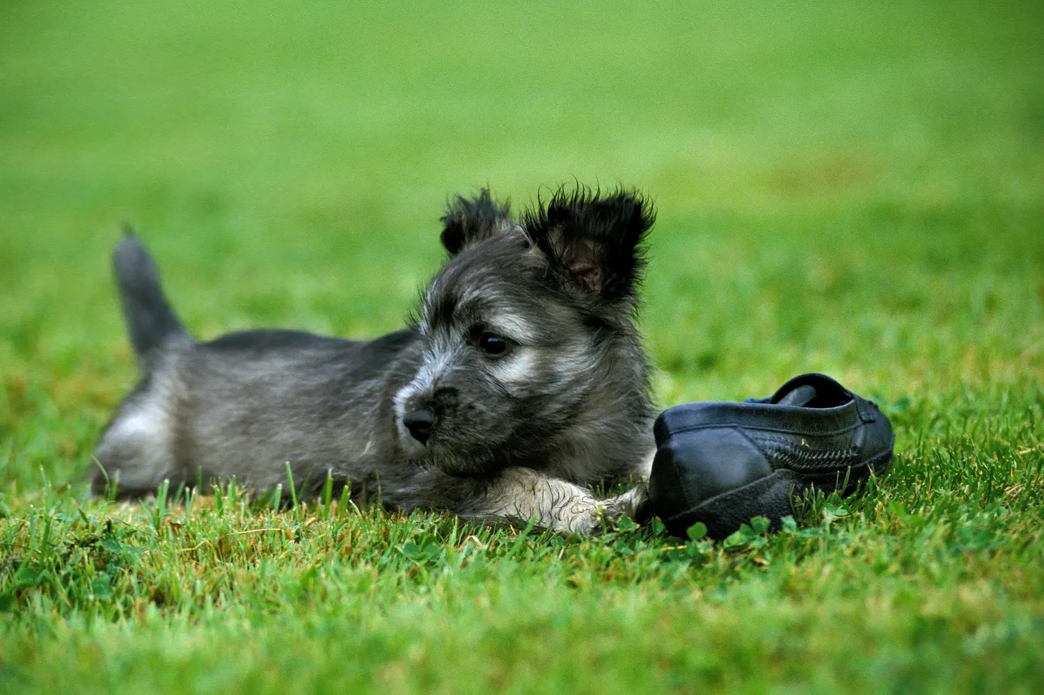 Kupno szczeniaka Skye Terriera oznacza wzięcie na siebie odpowiedzialności! Kup szczenięta rasy skye terrier.