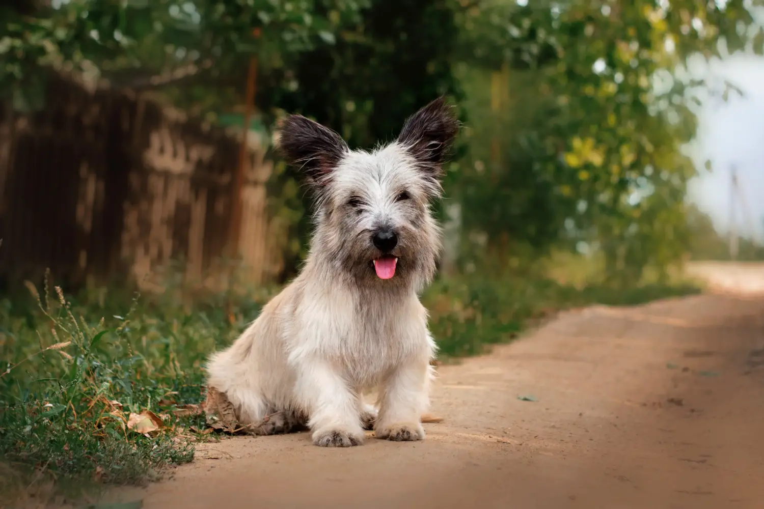 Kupno szczeniaka Skye Terriera oznacza wzięcie na siebie odpowiedzialności! Kup szczenięta rasy skye terrier.
