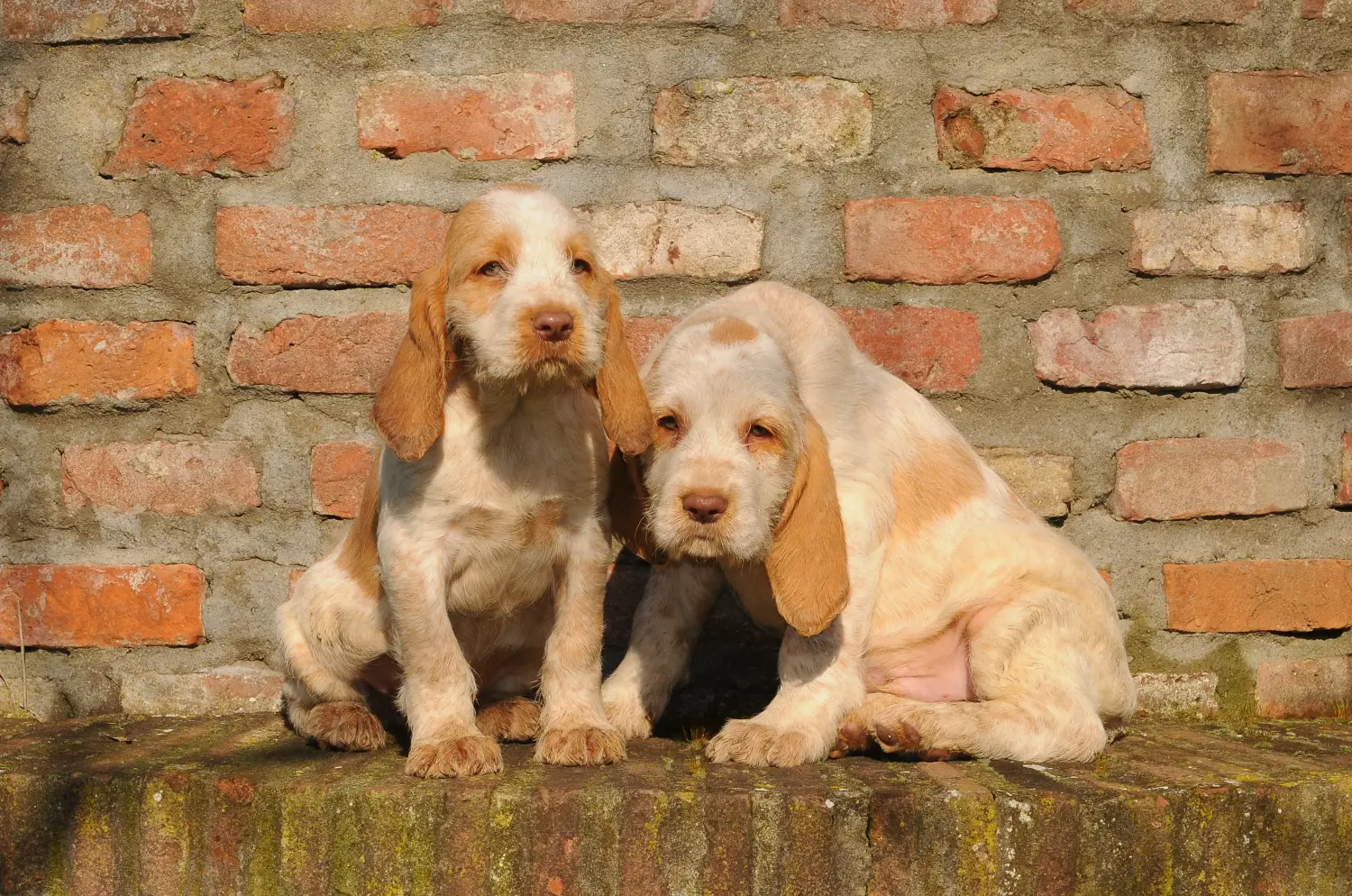 Kupno szczeniaka Spinone Italiano oznacza wzięcie na siebie odpowiedzialności! Kup szczenięta Spinone Italiano.