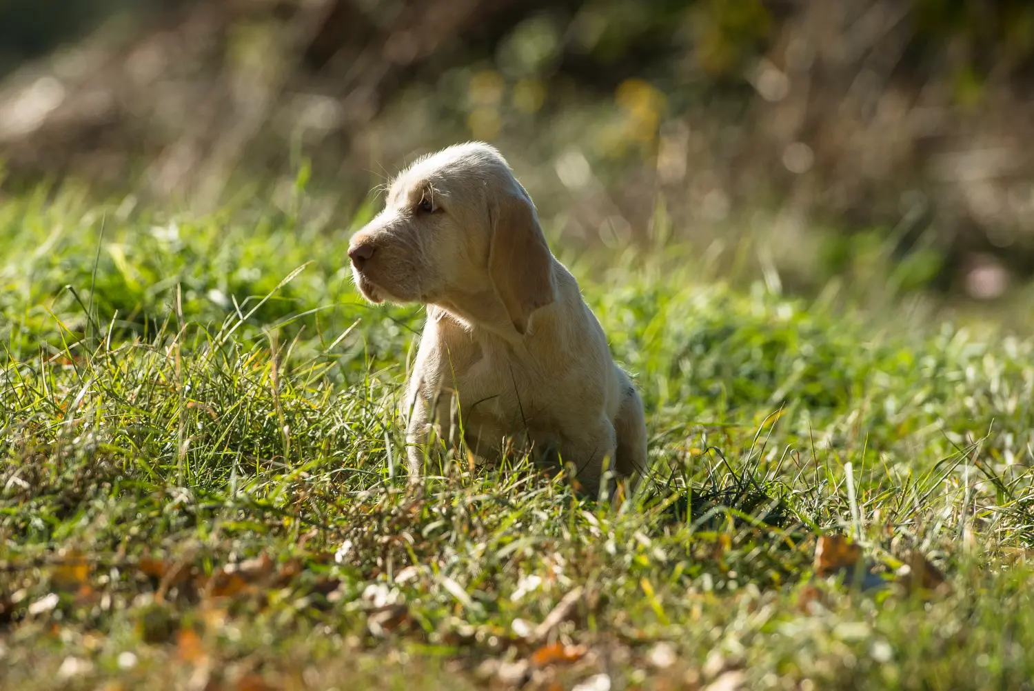 Kupno szczeniaka Spinone Italiano oznacza wzięcie na siebie odpowiedzialności! Kup szczenięta Spinone Italiano.
