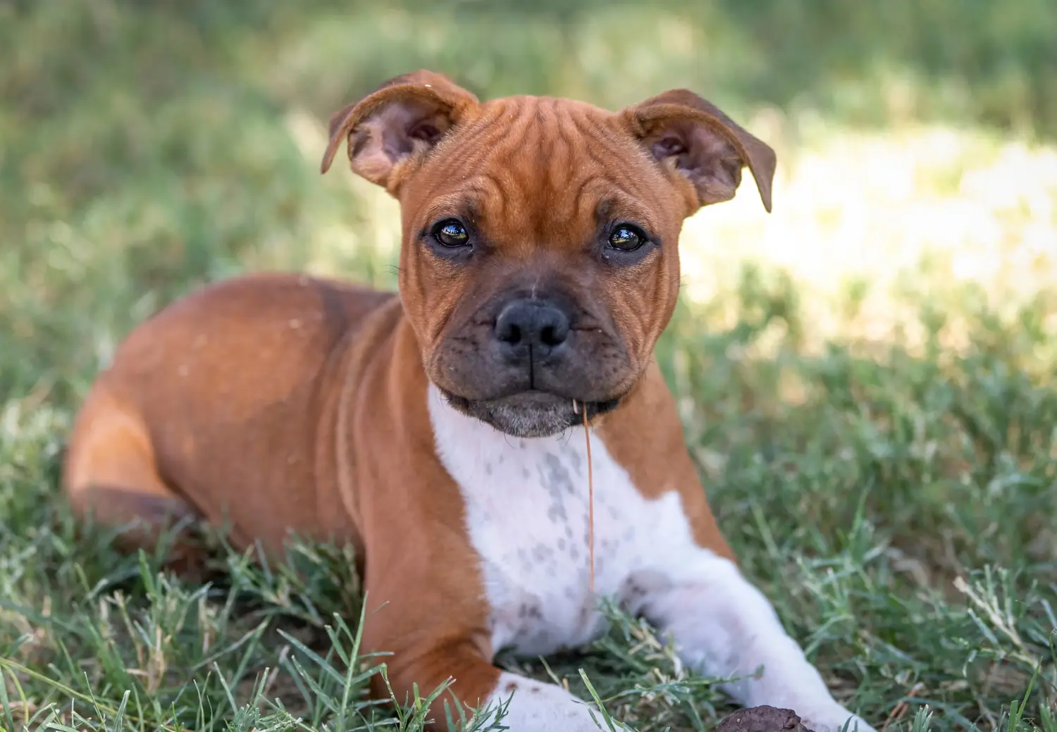 Kupno szczeniaka Staffordshire Bull Terriera oznacza wzięcie na siebie odpowiedzialności! Kup szczenięta Staffordshire Bull Terrier.