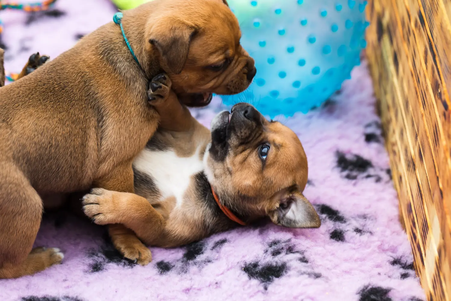 Kupno szczeniaka Staffordshire Bull Terriera oznacza wzięcie na siebie odpowiedzialności! Kup szczenięta Staffordshire Bull Terrier.