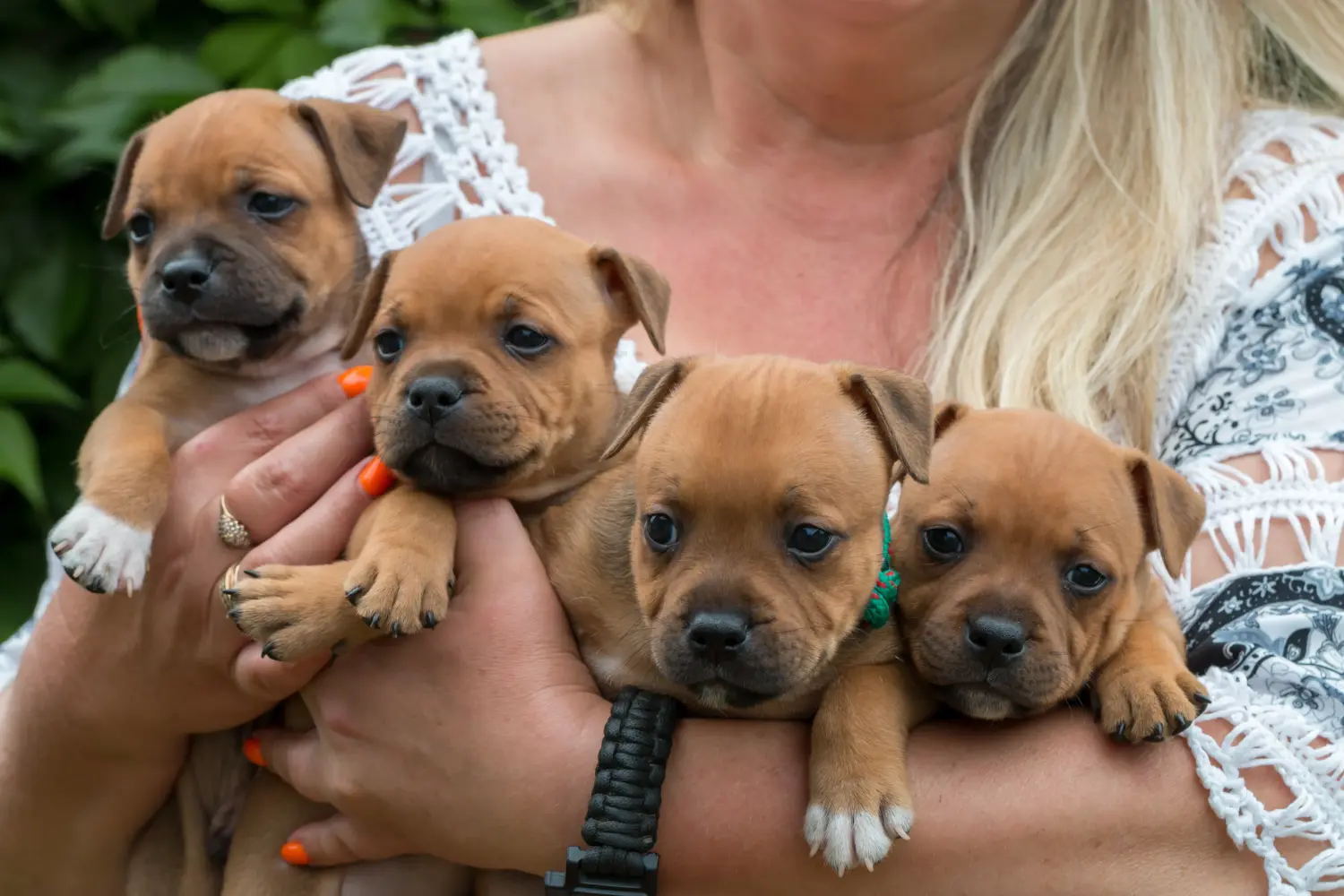 Kupno szczeniaka Staffordshire Bull Terriera oznacza wzięcie na siebie odpowiedzialności! Kup szczenięta Staffordshire Bull Terrier.