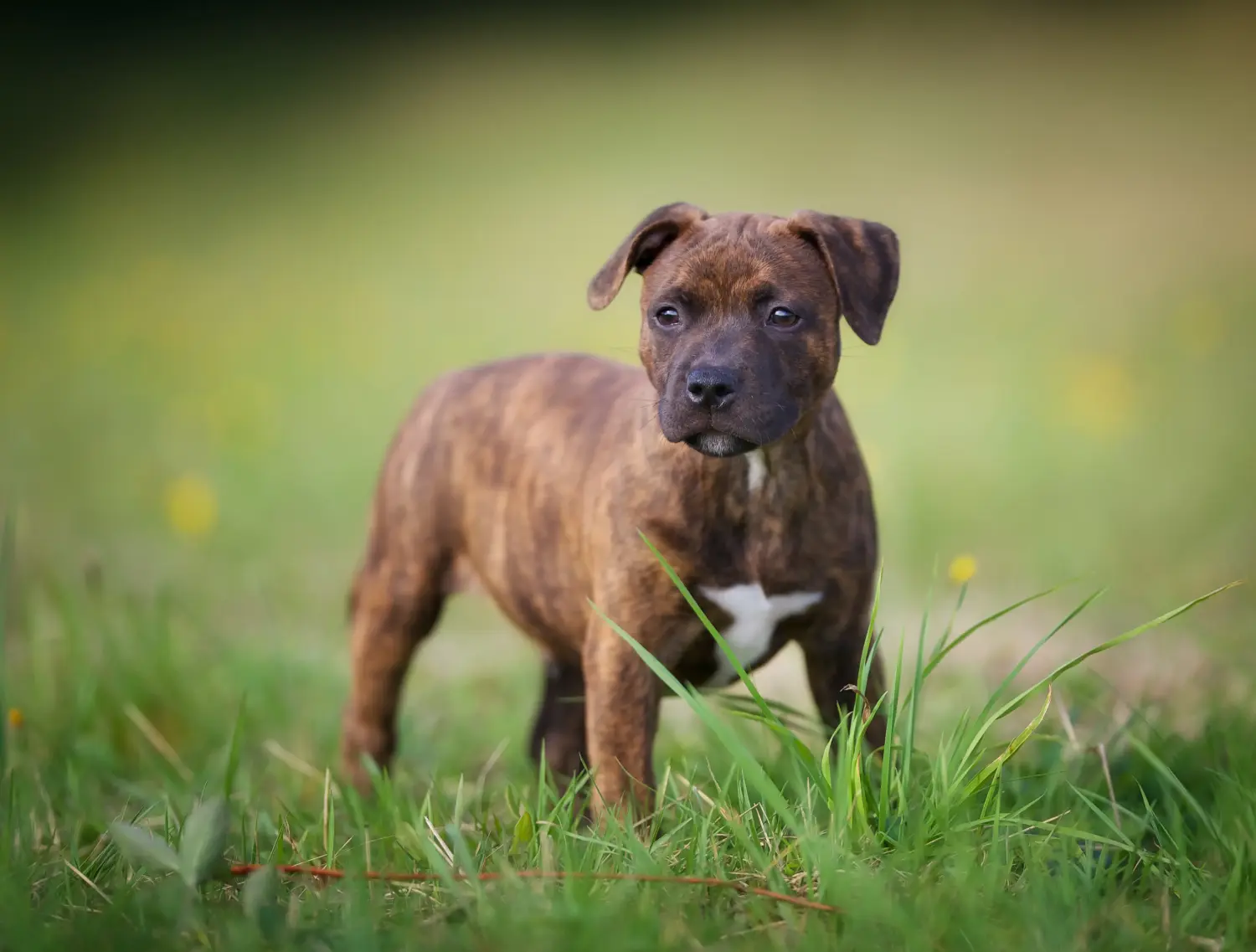 Kupno szczeniaka Staffordshire Bull Terriera oznacza wzięcie na siebie odpowiedzialności! Kup szczenięta Staffordshire Bull Terrier.
