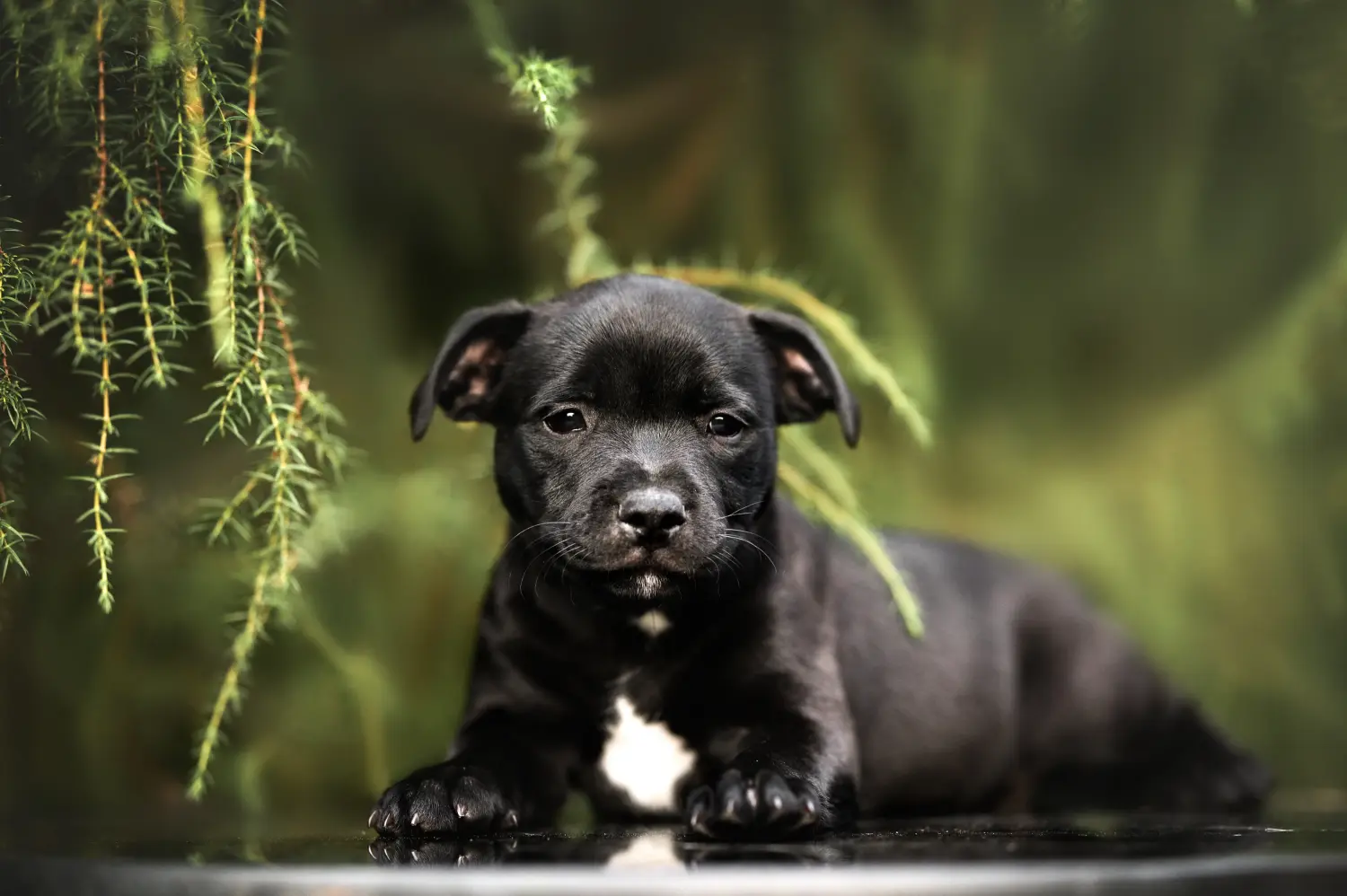 Kupno szczeniaka Staffordshire Bull Terriera oznacza wzięcie na siebie odpowiedzialności! Kup szczenięta Staffordshire Bull Terrier.