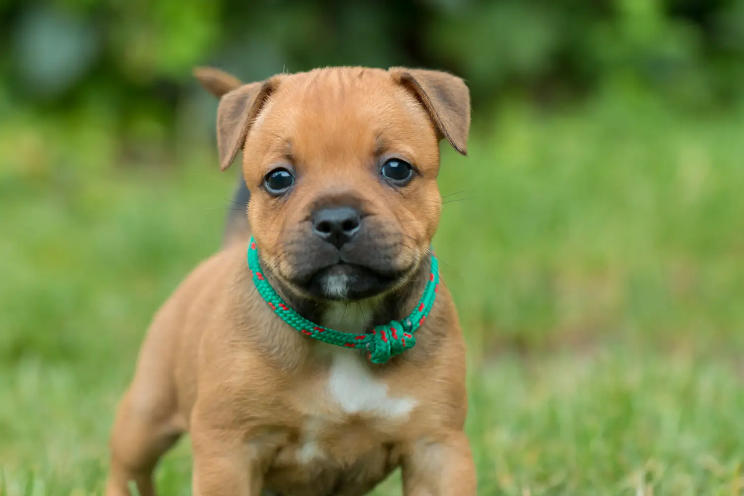 Kupno szczeniaka Staffordshire Bull Terriera oznacza wzięcie na siebie odpowiedzialności! Kup szczenięta Staffordshire Bull Terrier.