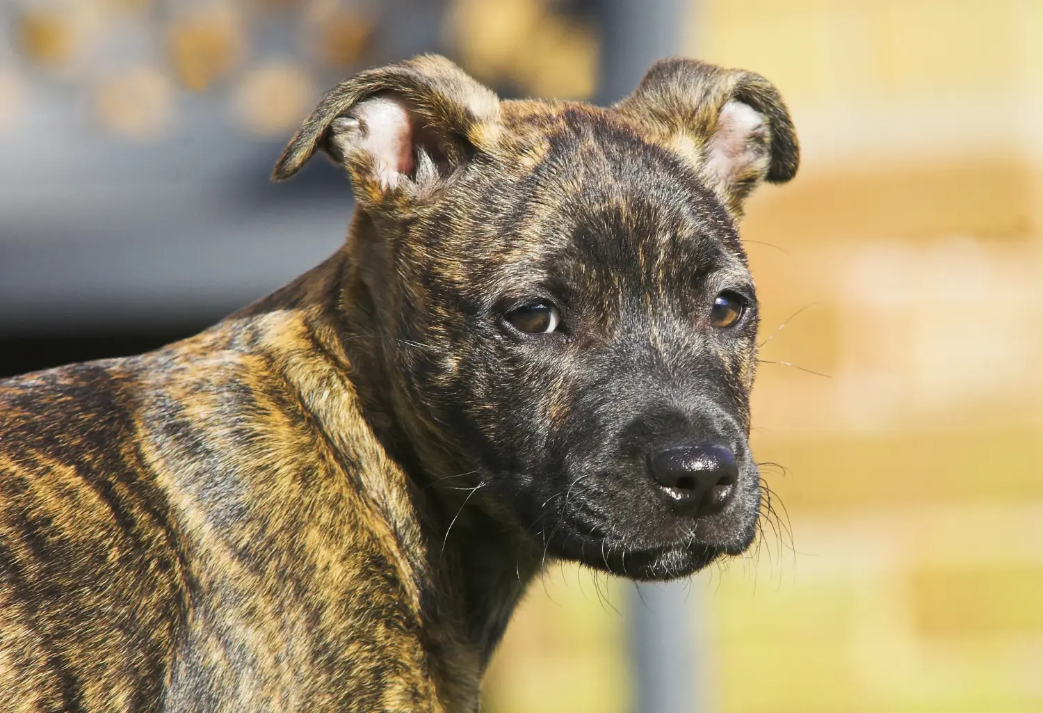 Kupno szczeniaka Staffordshire Bull Terriera oznacza wzięcie na siebie odpowiedzialności! Kup szczenięta Staffordshire Bull Terrier.